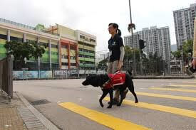 A guide dog leading a visually impaired woman across the street